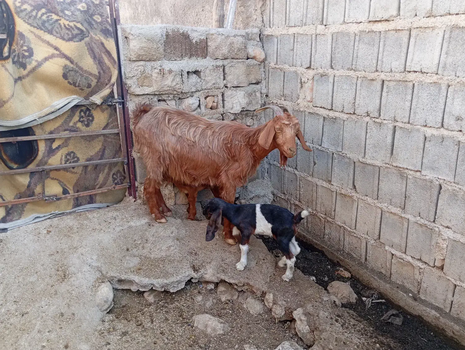 بزوبزغله|حیوانات مزرعه|سرفاریاب, |دیوار