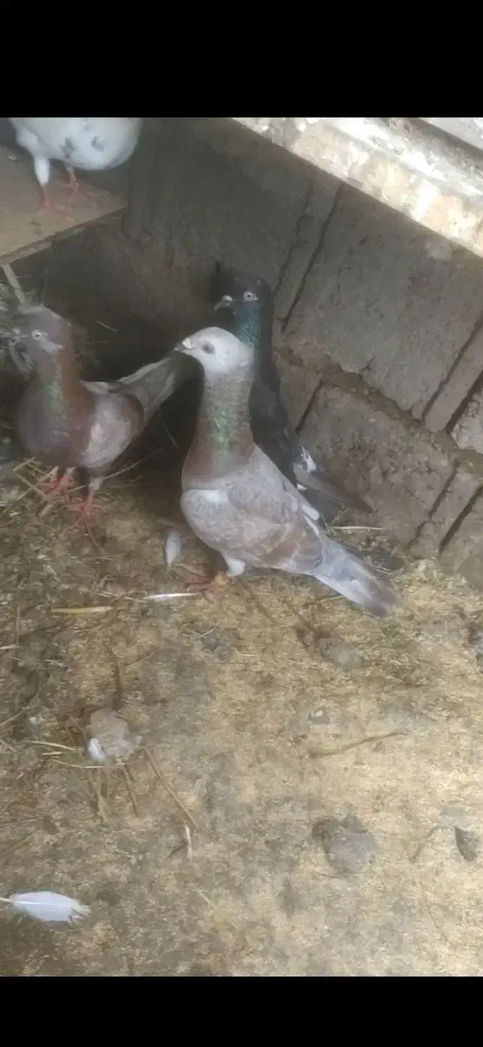 مسافتی گم شده|پرنده|لاهیجان, گلستان|دیوار