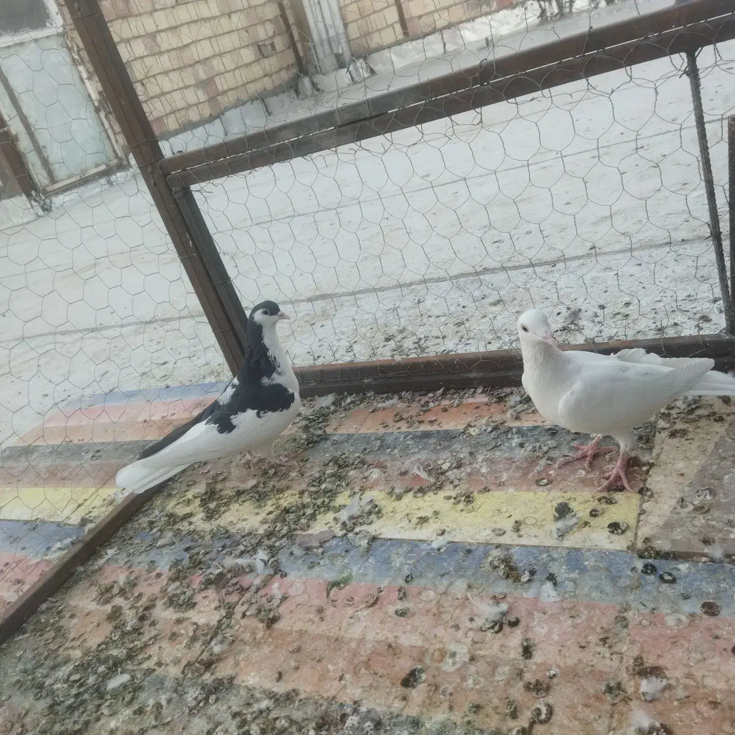 کبوتر فروشی|پرنده|خوسف, |دیوار