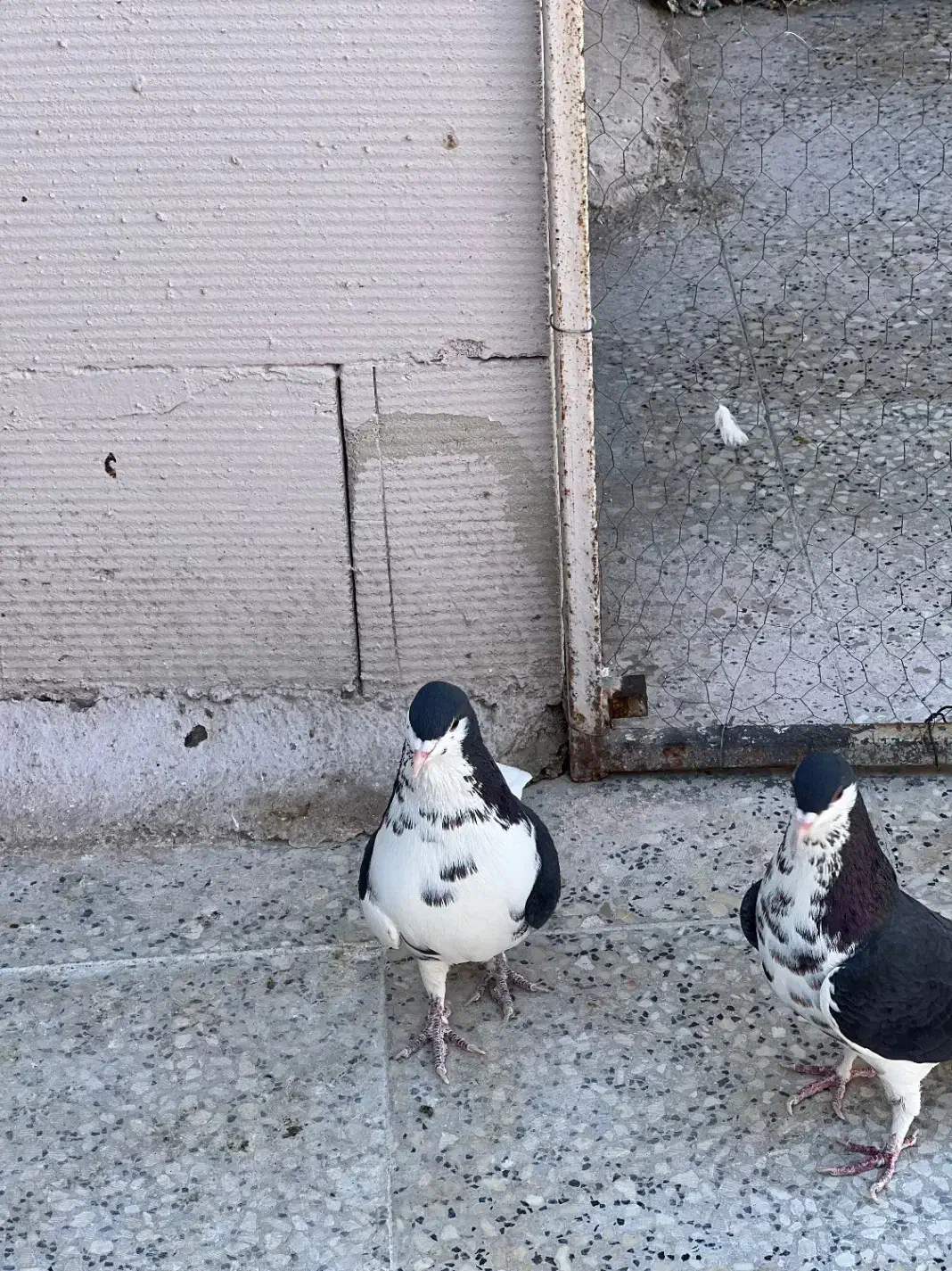 چپ سیاه جفتی|پرنده|شیراز, تندگویان|دیوار