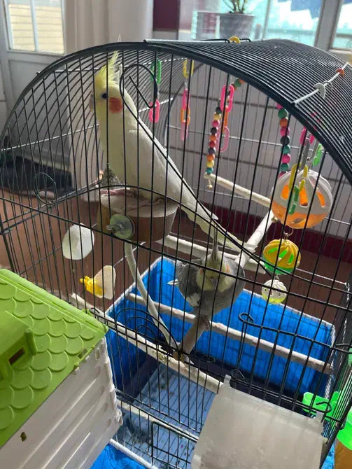 فروش فوری جفت عروس هلندی|پرنده|نائین, |دیوار