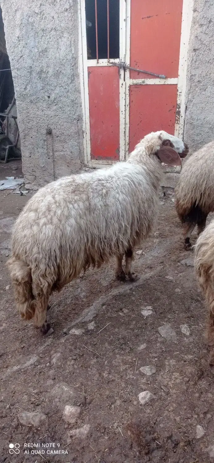 گوسفند داشتی|حیوانات مزرعه|چرداول, |دیوار