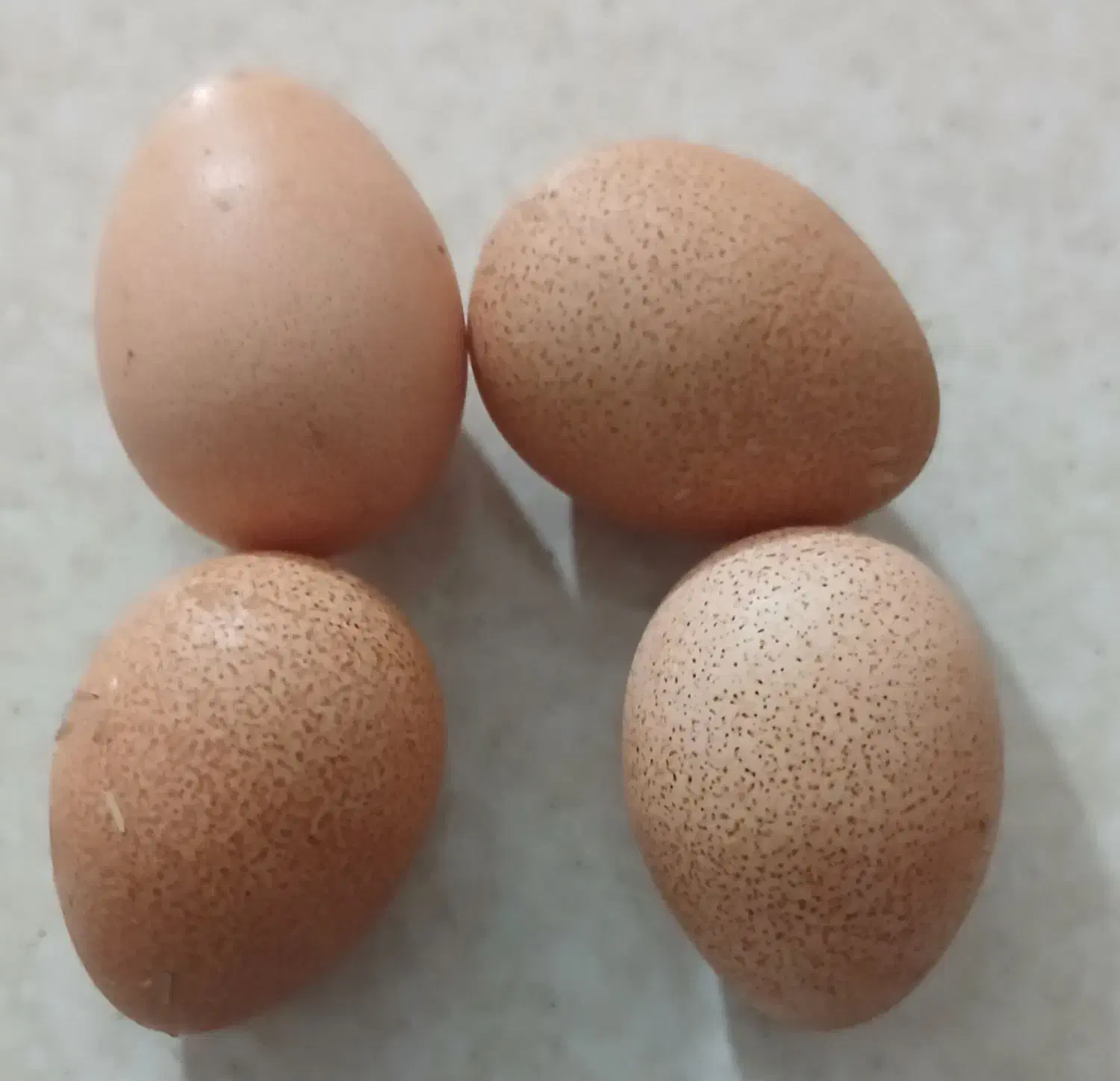 تخم نطفه دار تازه ،مرغ شاخدار وتخم نطفه دار اردک|حیوانات مزرعه|سبزوار, پیروزی|دیوار