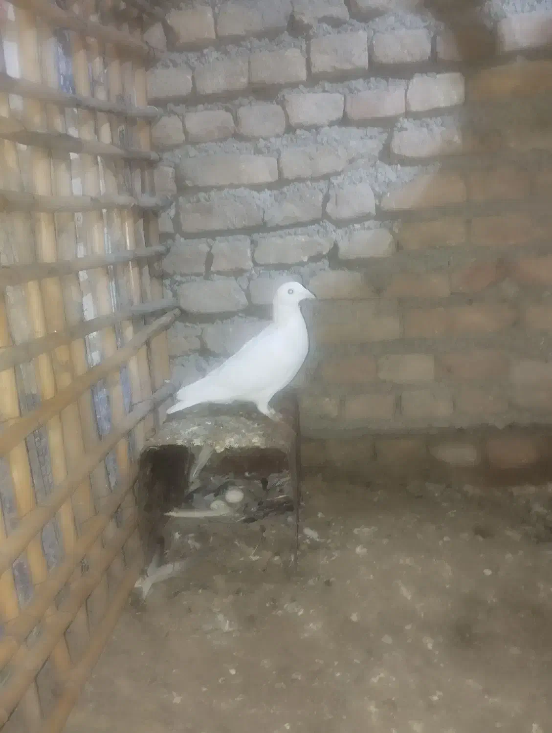 کبوتر فروشی|پرنده|گنبد کاووس, |دیوار