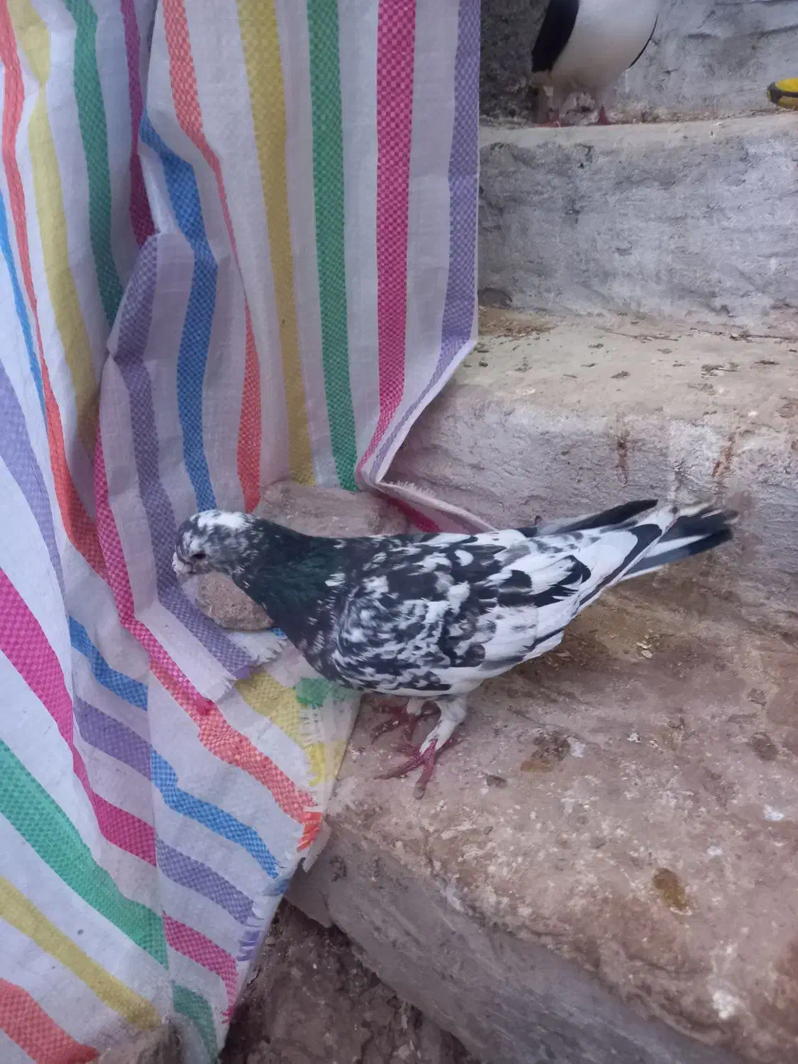 کبوتر سار نر|پرنده|بجنورد, |دیوار