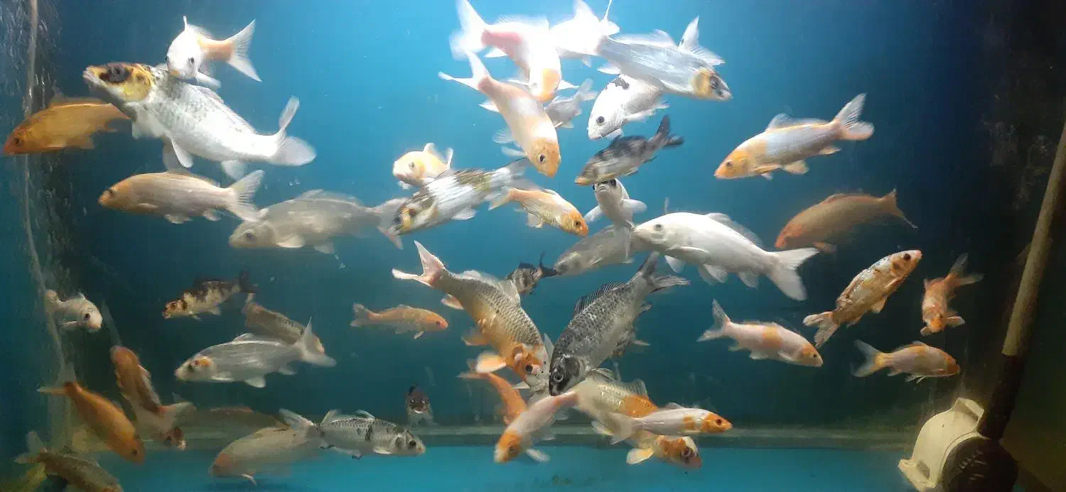 ماهی کوی|ماهی|قزوین, |دیوار