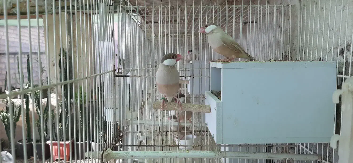 فنچ نرگسی|پرنده|مشهد, سجادیه|دیوار