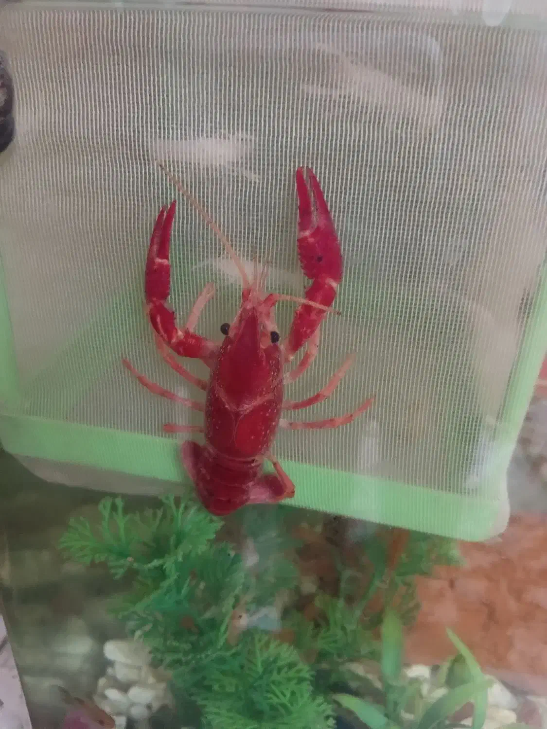 بچه لابستر سایز سه و دو سانت|ماهی|گرگان, |دیوار