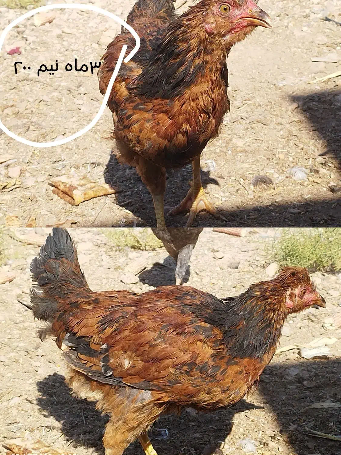 مرغ محلی|حیوانات مزرعه|زرقان, |دیوار