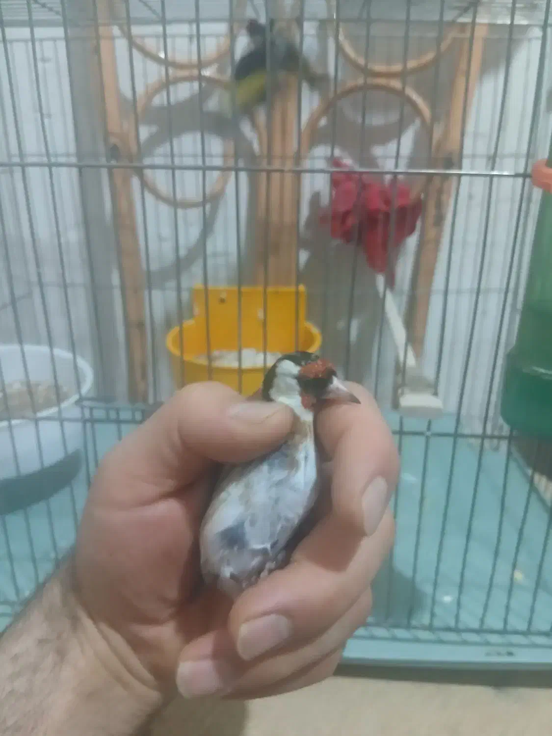 دو تا پرنده خونگی نر بخون سهره دو ماه قفس|پرنده|اسکو, |دیوار