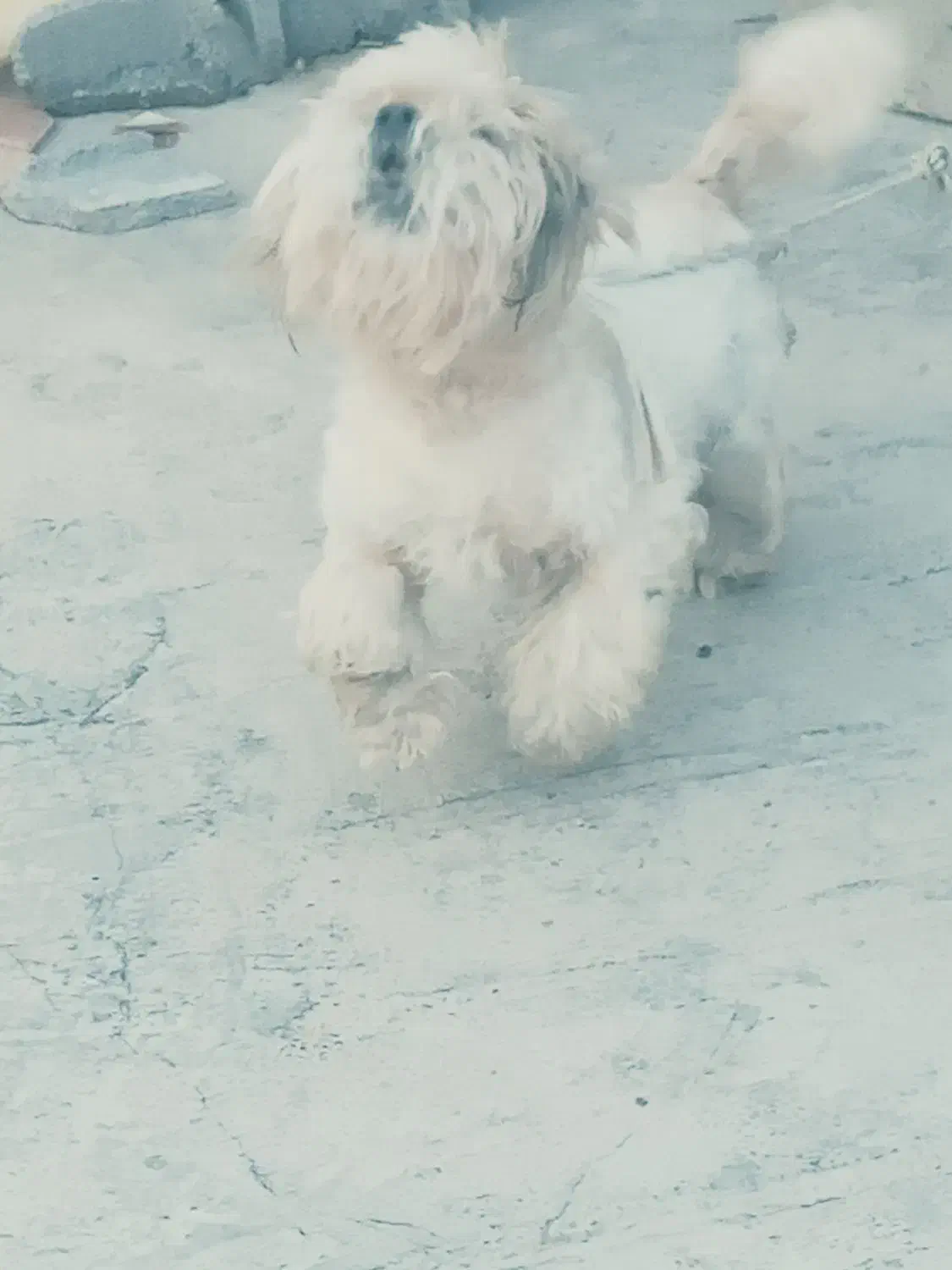 سگ.|سگ|ایذه, |دیوار