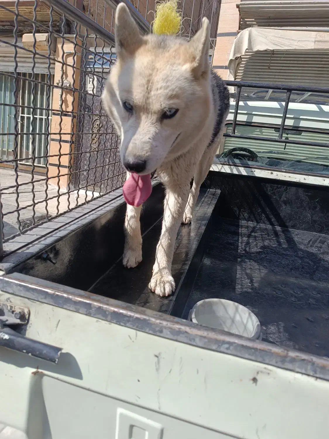 سگ هاسکی|سگ|بهارستان, |دیوار