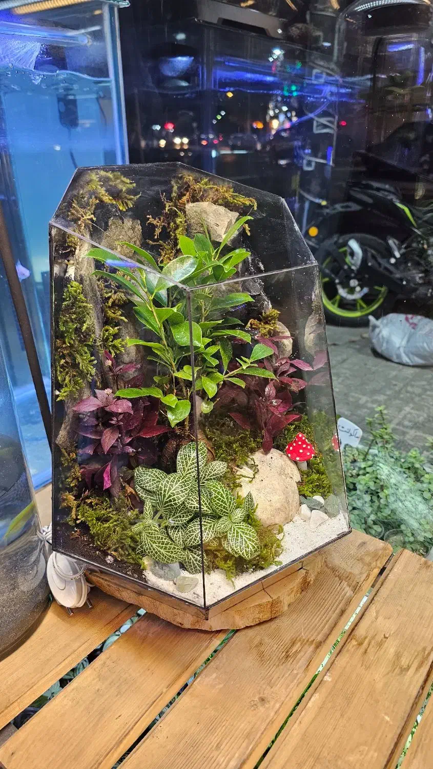 تراریوم چندوجهی دیوار صخرهای|گل و گیاه طبیعی|مشهد, امیر|دیوار