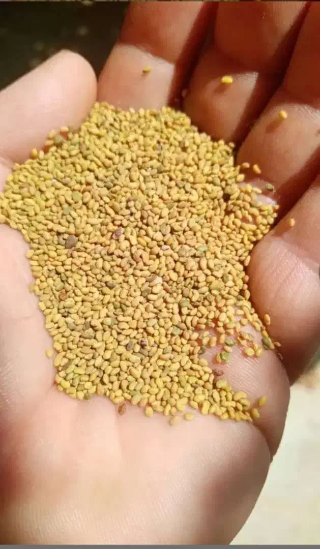 فروش بذر یونجه حاج کوشش|خدمات باغبانی و درختکاری|داراب, |دیوار