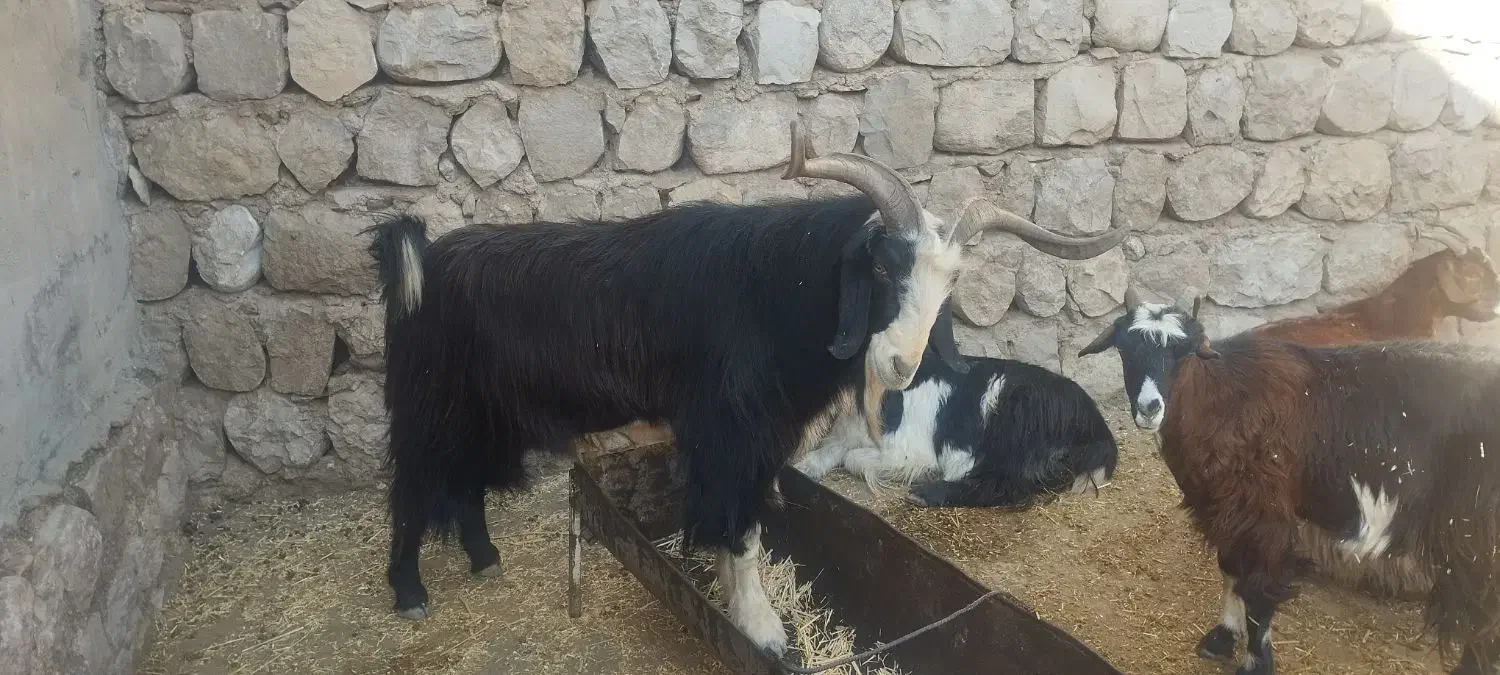 تیه دو چره|حیوانات مزرعه|اندیمشک, |دیوار