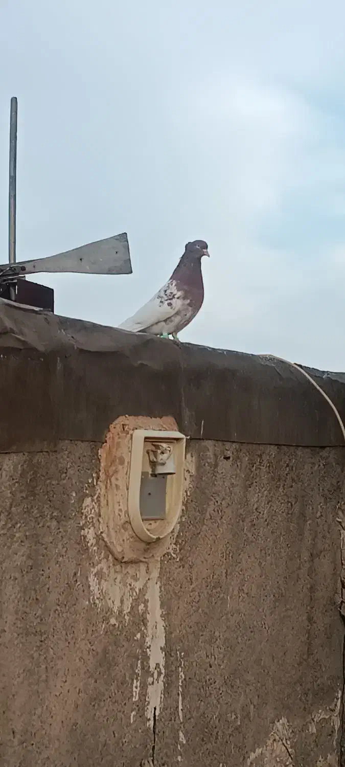 کبوتر|پرنده|مشهد, کوی راد|دیوار