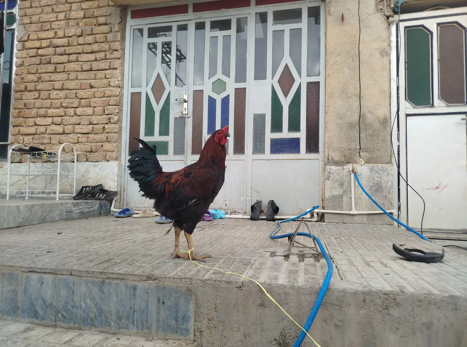 خروس کردی و دورگه چاق|حیوانات مزرعه|قلعه شاهین, |دیوار