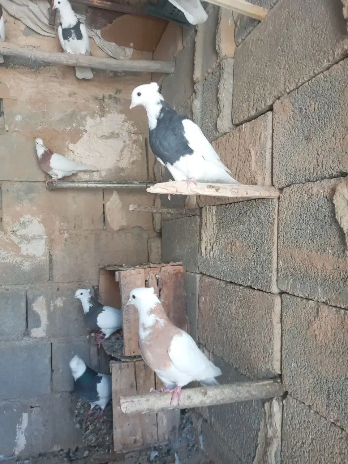چند عدد کبوتر طوقی خوب برای فروش|پرنده|موگوئی, |دیوار