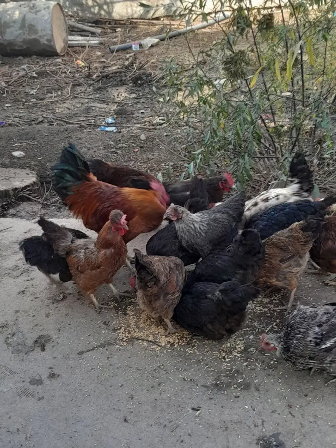 مرغ تخم گذار|حیوانات مزرعه|زاغه, |دیوار