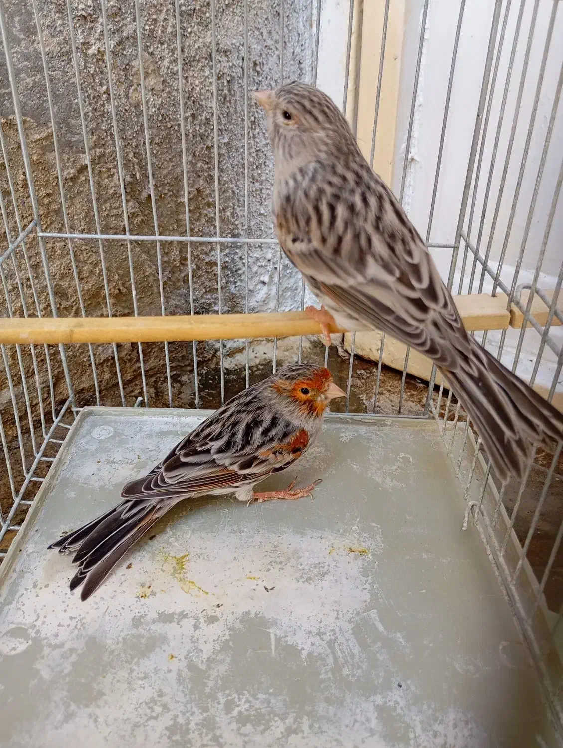 قناری نر و ماده نژاد آگاد مولد|پرنده|سنندج, |دیوار