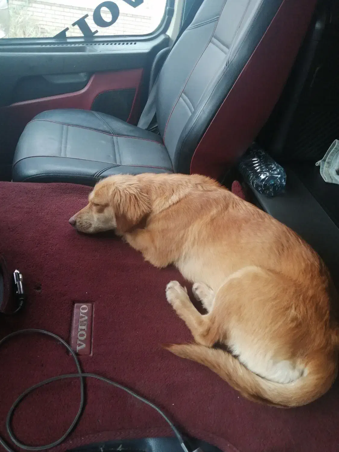 پیداه شد|حیوانات|آبادان, |دیوار