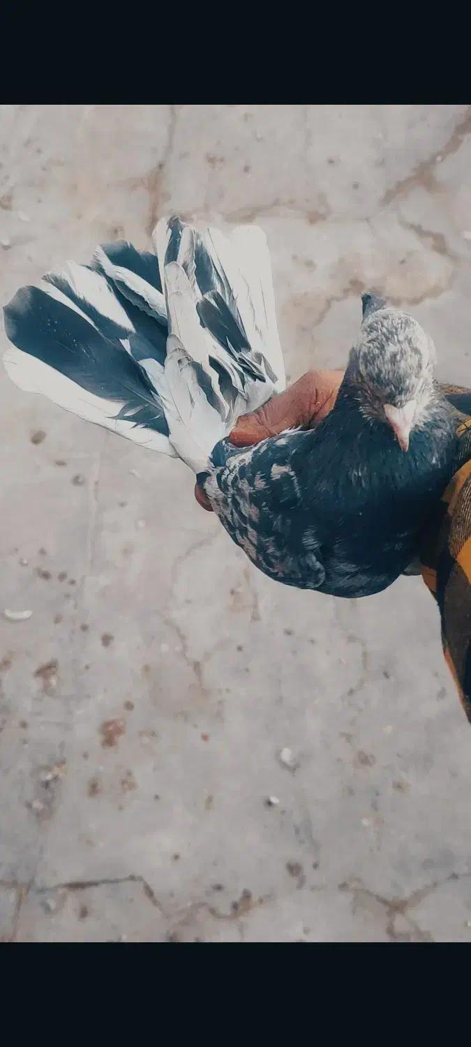 کبوتر پرشی کفتر|پرنده|اسلام‌شهر, شهرک احمدیه|دیوار