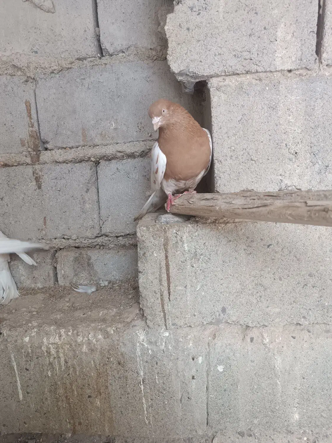 کله زرد|پرنده|لیلان, |دیوار