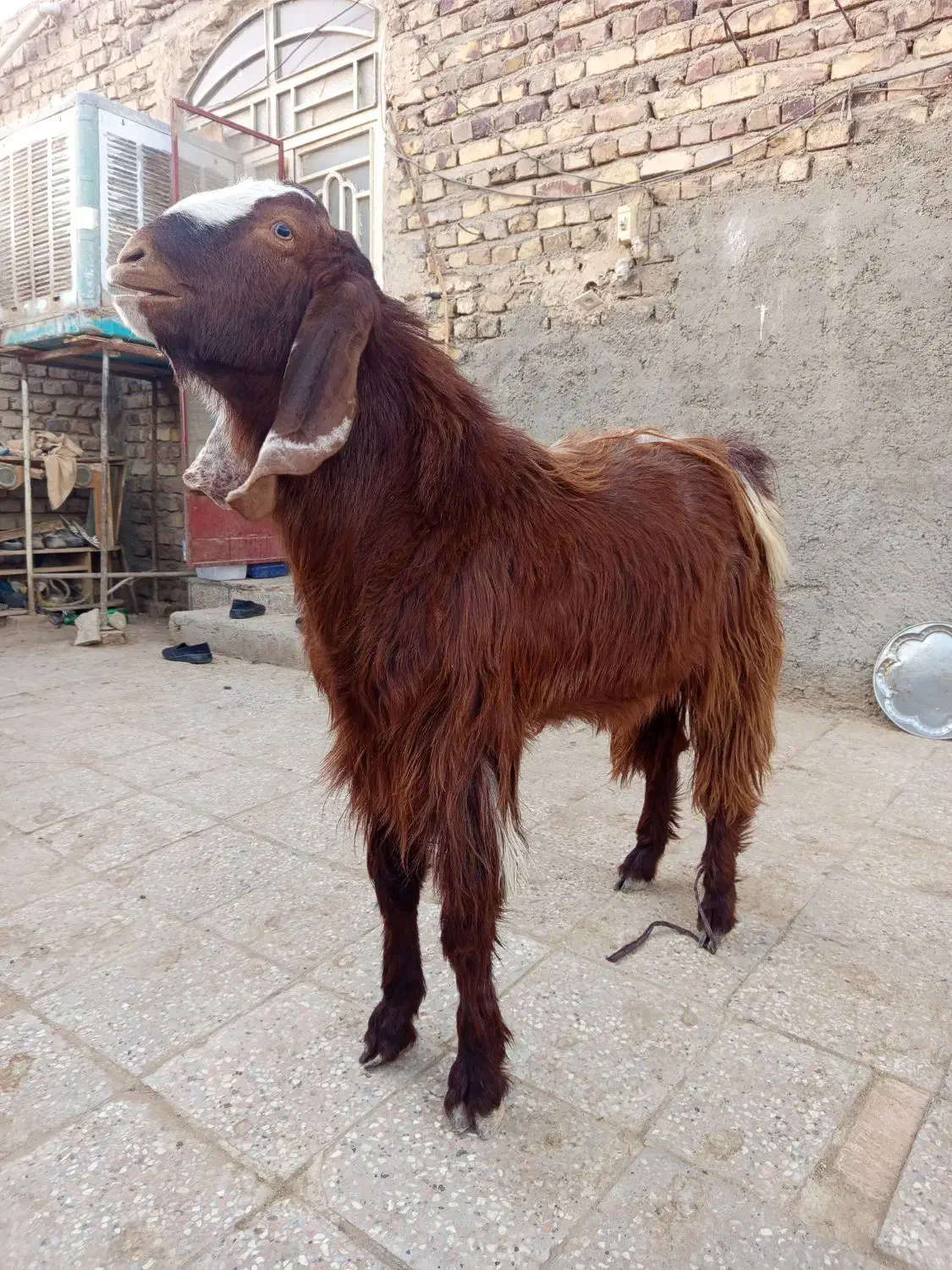 بز نر|حیوانات مزرعه|هامون, |دیوار