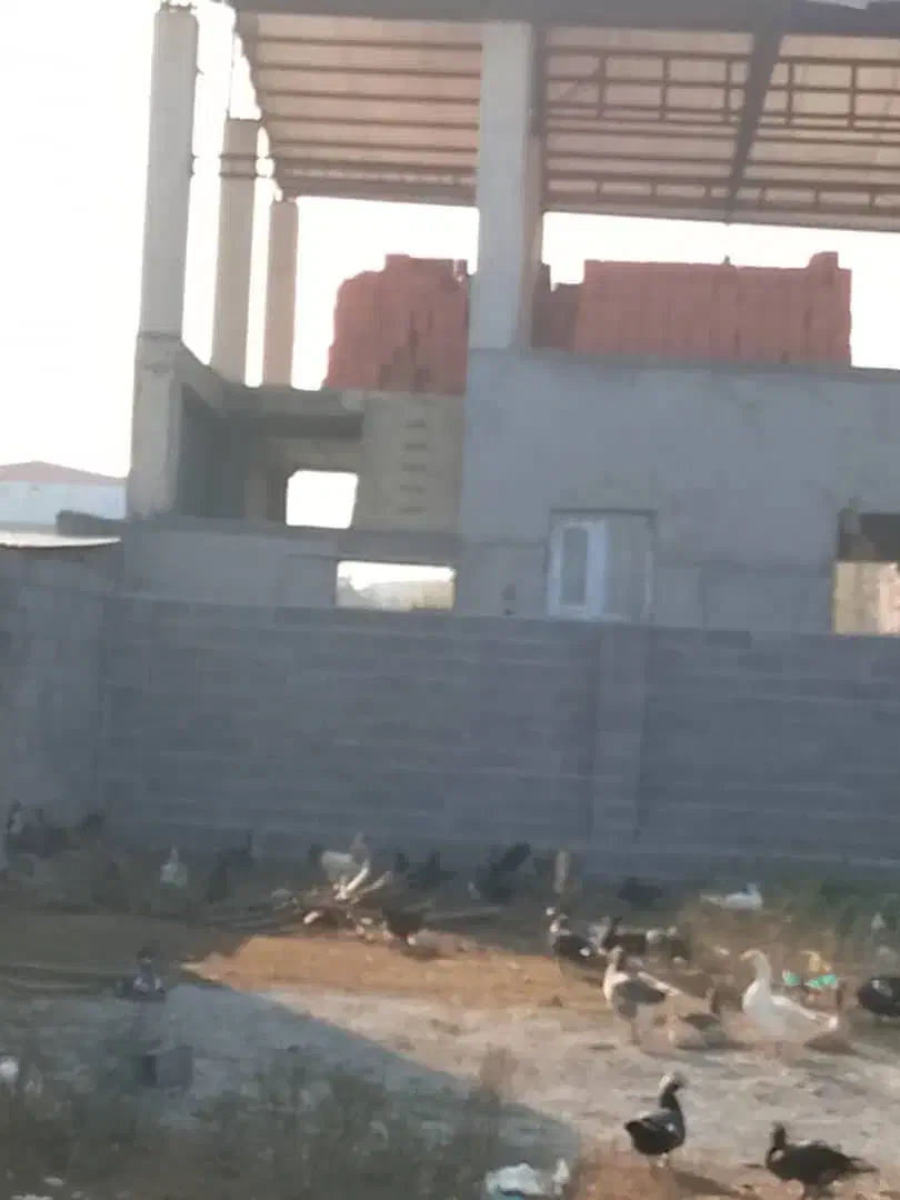 بنایی ساختمان از صفر تا صد|خدمات پیشه و مهارت|امامزاده عبدالله, |دیوار