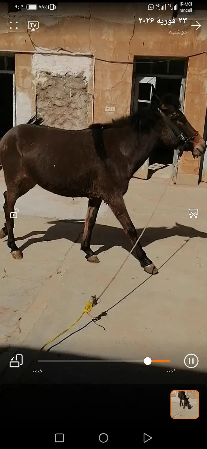 فروشی|حیوانات مزرعه|مسجد سلیمان, |دیوار