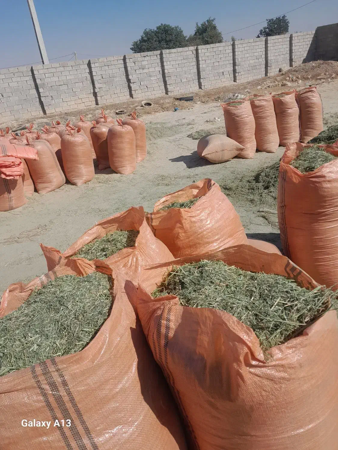 یونجه خرمنکوب|خدمات باغبانی و درختکاری|بهبهان, |دیوار