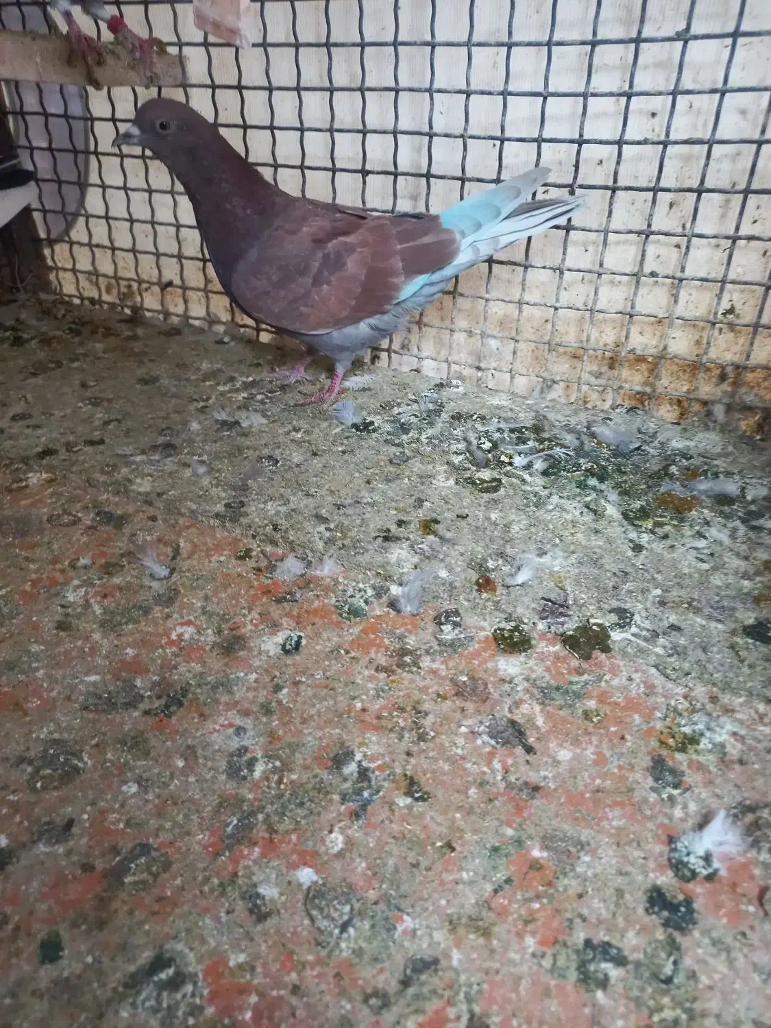 ۵عدد کفتر پرشی|پرنده|اسلام‌شهر, صادقیه|دیوار