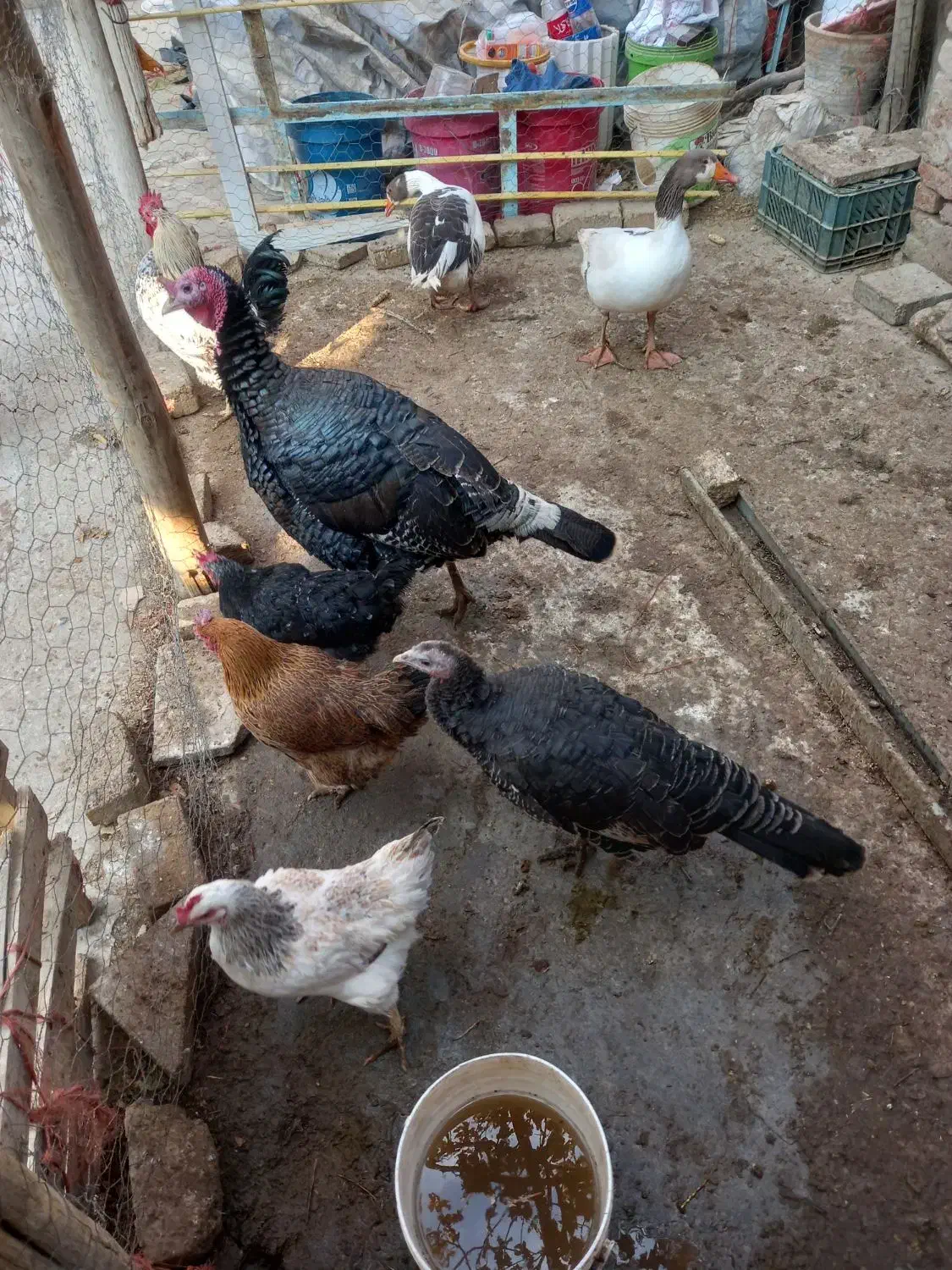 مرغ خروس بوقلمون|حیوانات مزرعه|کبودرآهنگ, |دیوار