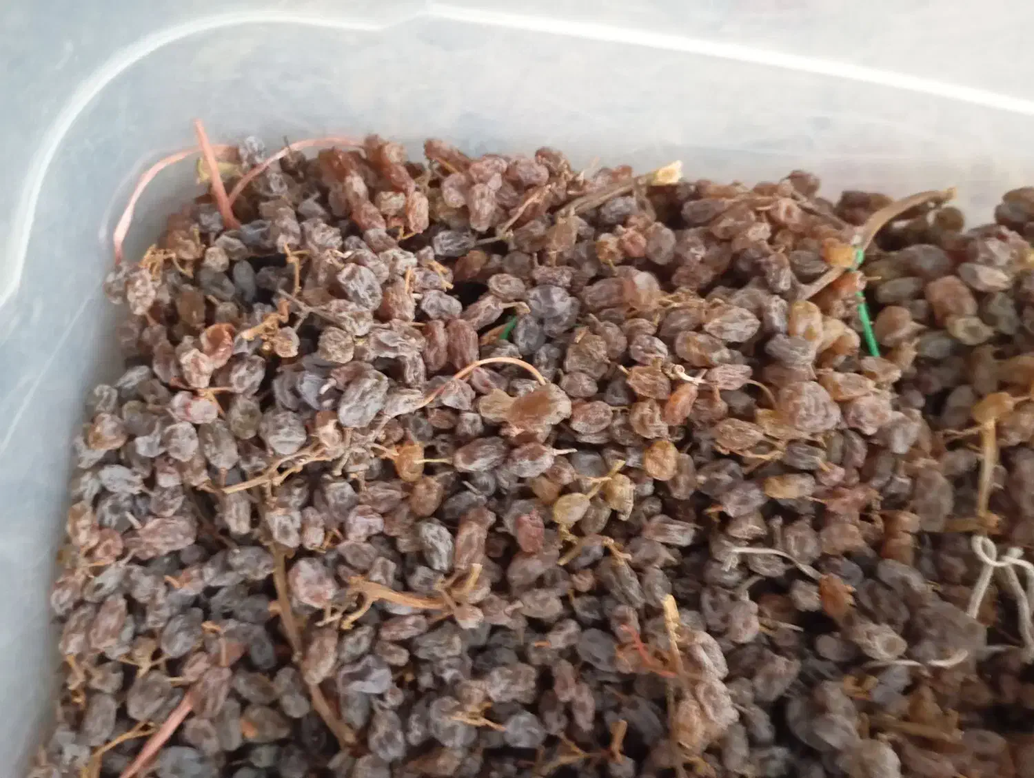 کشمش|خوردنی و آشامیدنی|اندیشه, اندیشه فاز ۲|دیوار