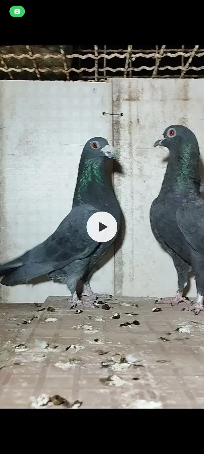 جفت آلمانی|پرنده|سرایان, |دیوار