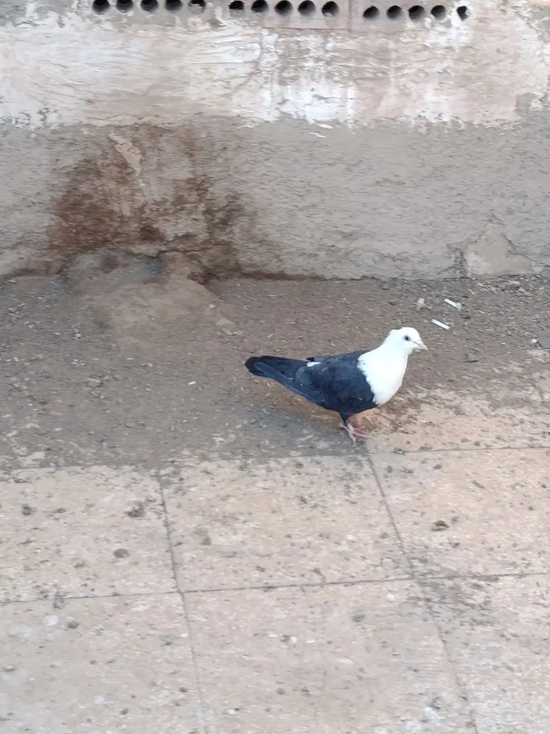 کله سفید ماده گرد|پرنده|سبزوار, همت|دیوار