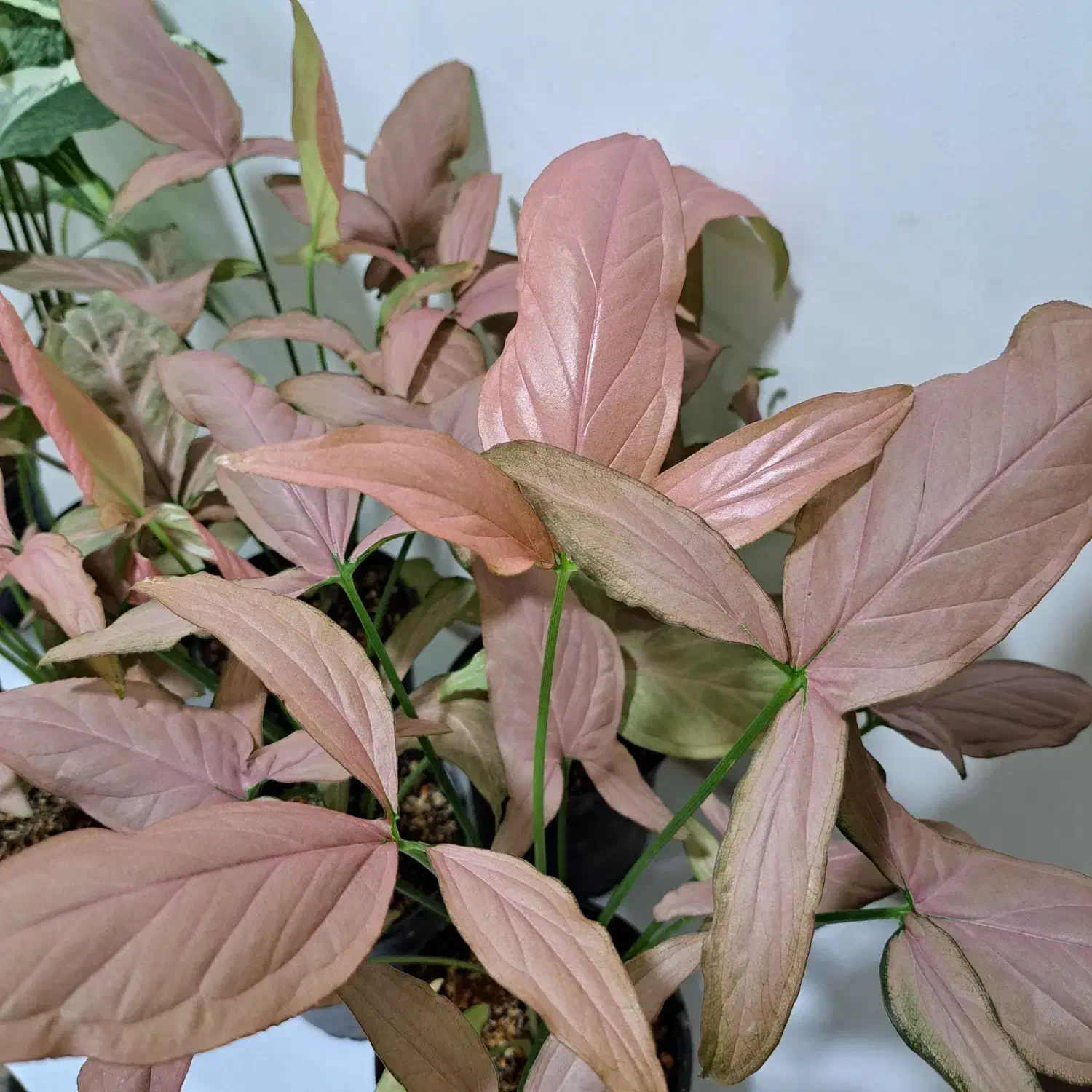 گل سینگینیوم ابلق وصورتی بال فرشته|گل و گیاه طبیعی|ساری, |دیوار