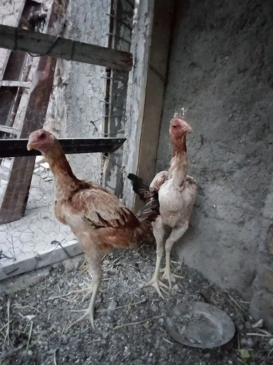 جوجه و مرغ|حیوانات مزرعه|هریس, |دیوار