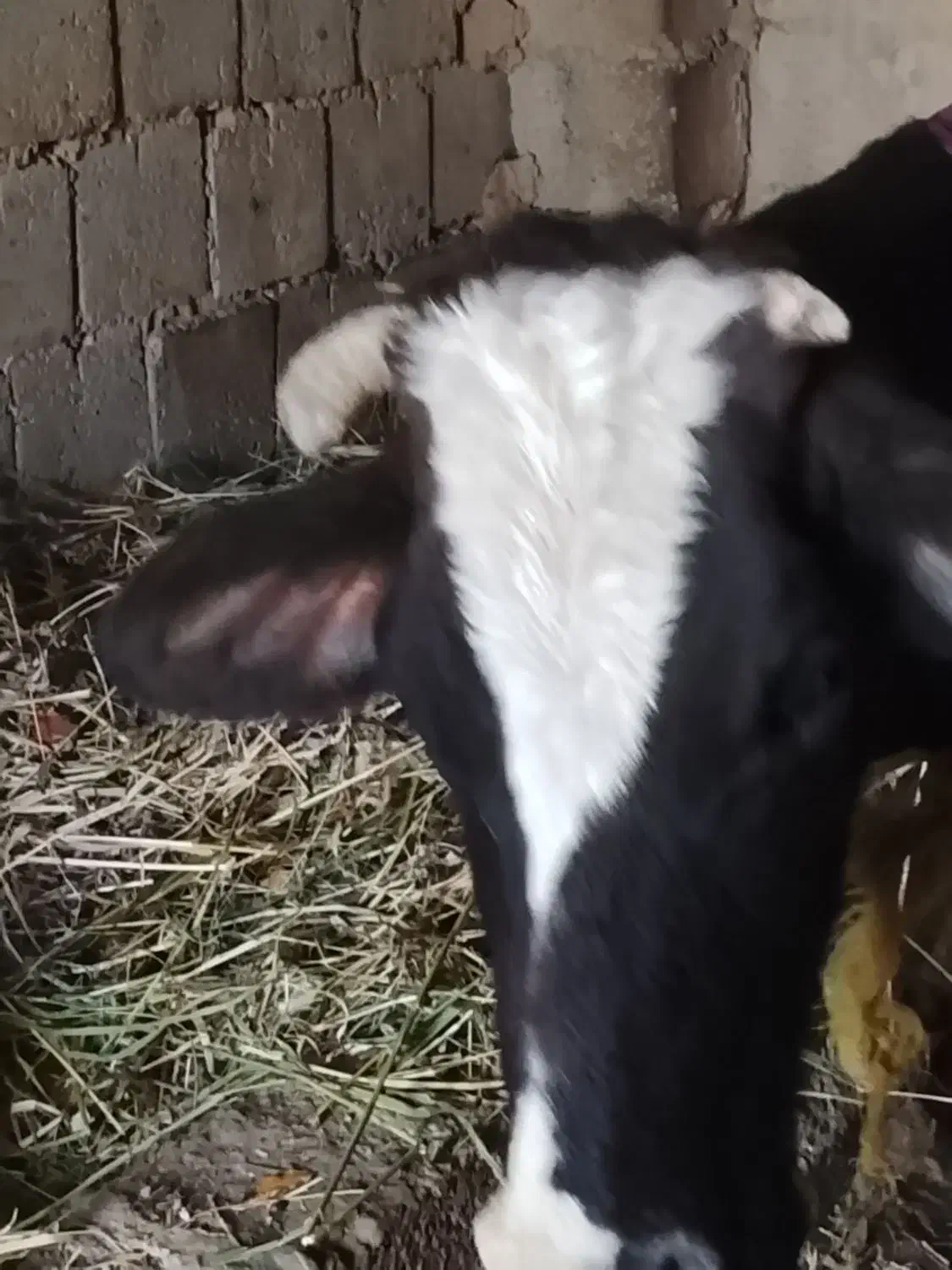 گاو هلشتیان|حیوانات مزرعه|انزل, |دیوار