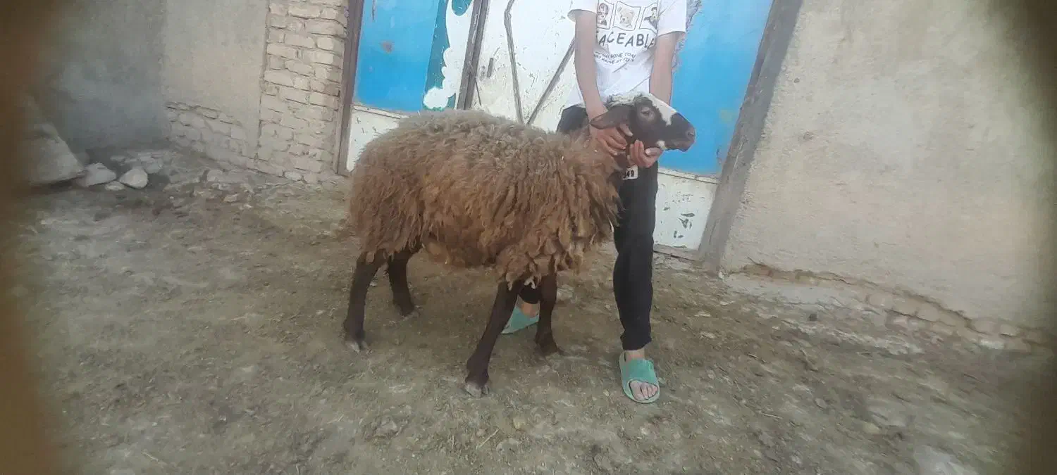 سه راس بره ماده هترو|حیوانات مزرعه|شیروان (خراسان), |دیوار