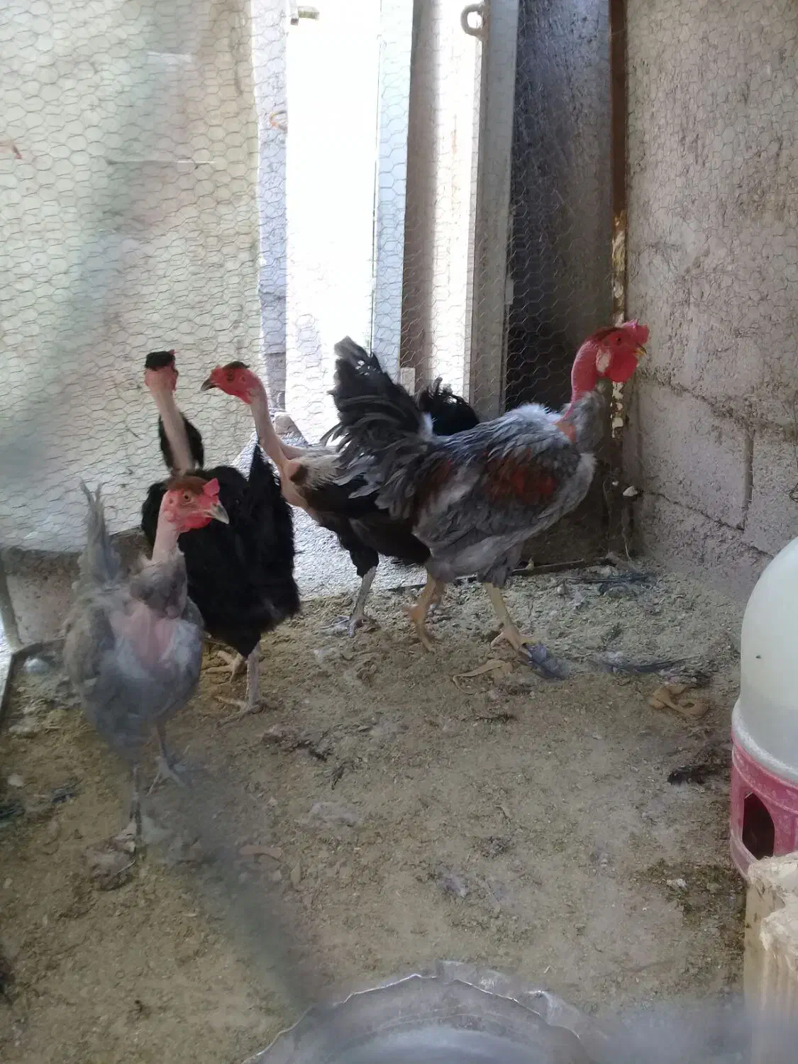 سلام ۴ عدد مرغ وخروس گردن لخت جوان|حیوانات مزرعه|راور, |دیوار