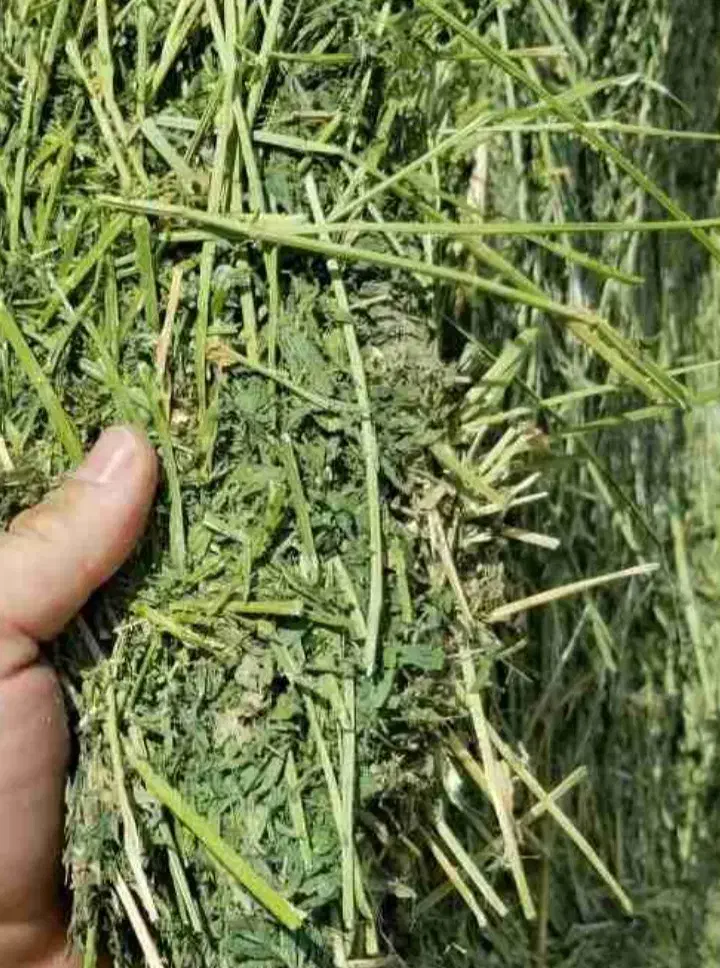 یونجه|لوازم جانبی حیوانات|اهواز, نادری|دیوار