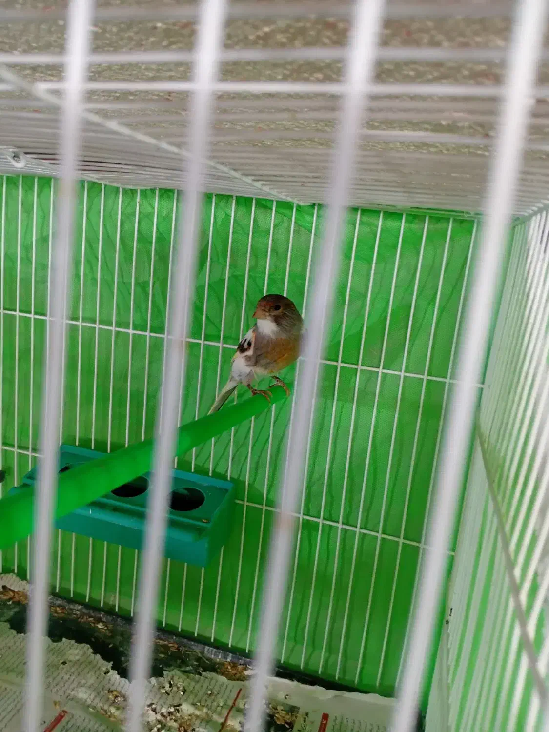 قناری ماده اماده جفت ابلغ بسیار تمیز|پرنده|تربت‌حیدریه, باغ سلطانی|دیوار