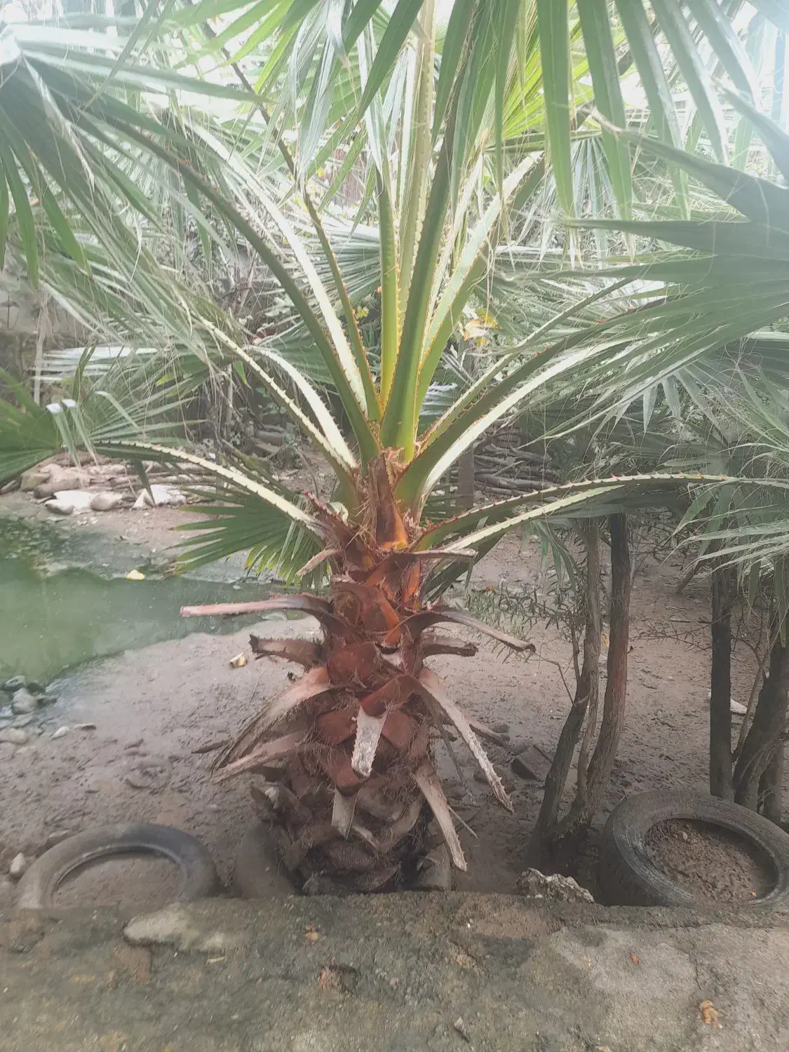 نخل زینتی پالم بادبزنی۲.۵ متری|گل و گیاه طبیعی|سیاهکل, |دیوار