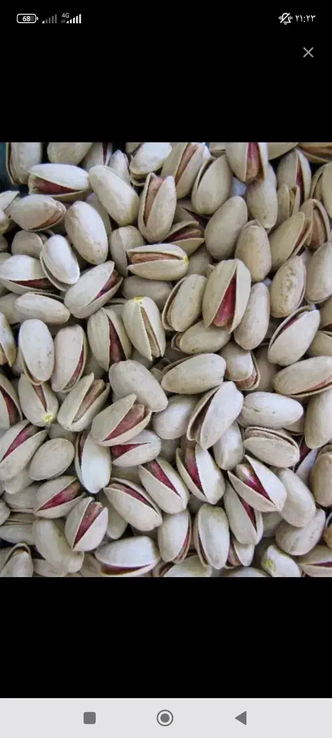 پسته یزد|خوردنی و آشامیدنی|قم, کلهری|دیوار
