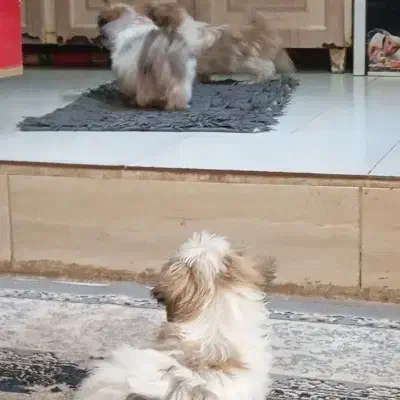 شیتزو فلت عروسکی|سگ|مشهد, نوید|دیوار