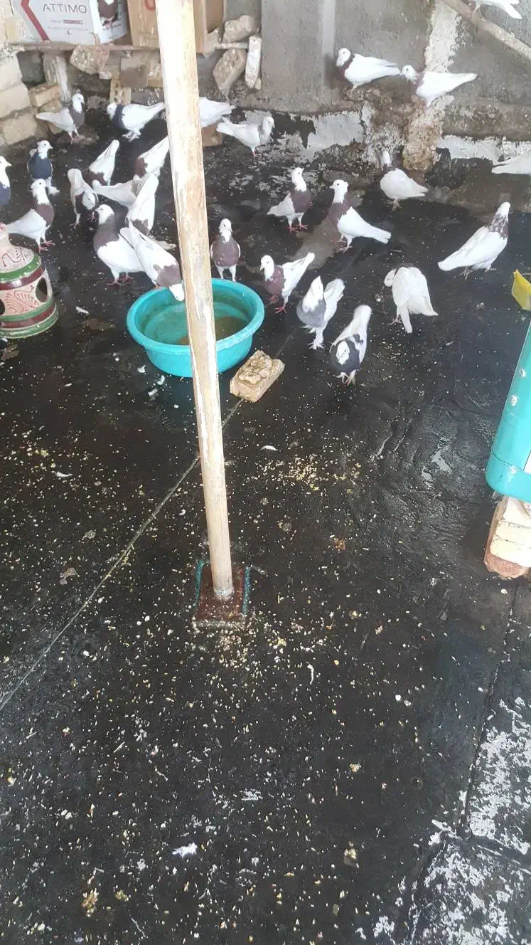 کفتر قوطی|پرنده|قرچک, مهدیه|دیوار