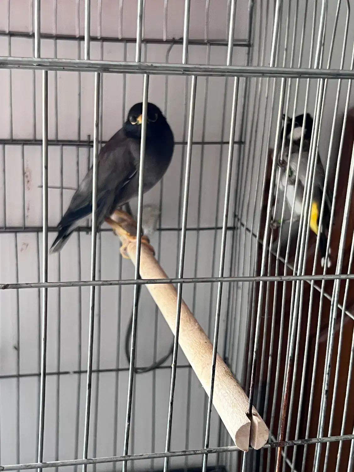 مرغ مینا|پرنده|بندرعباس, |دیوار