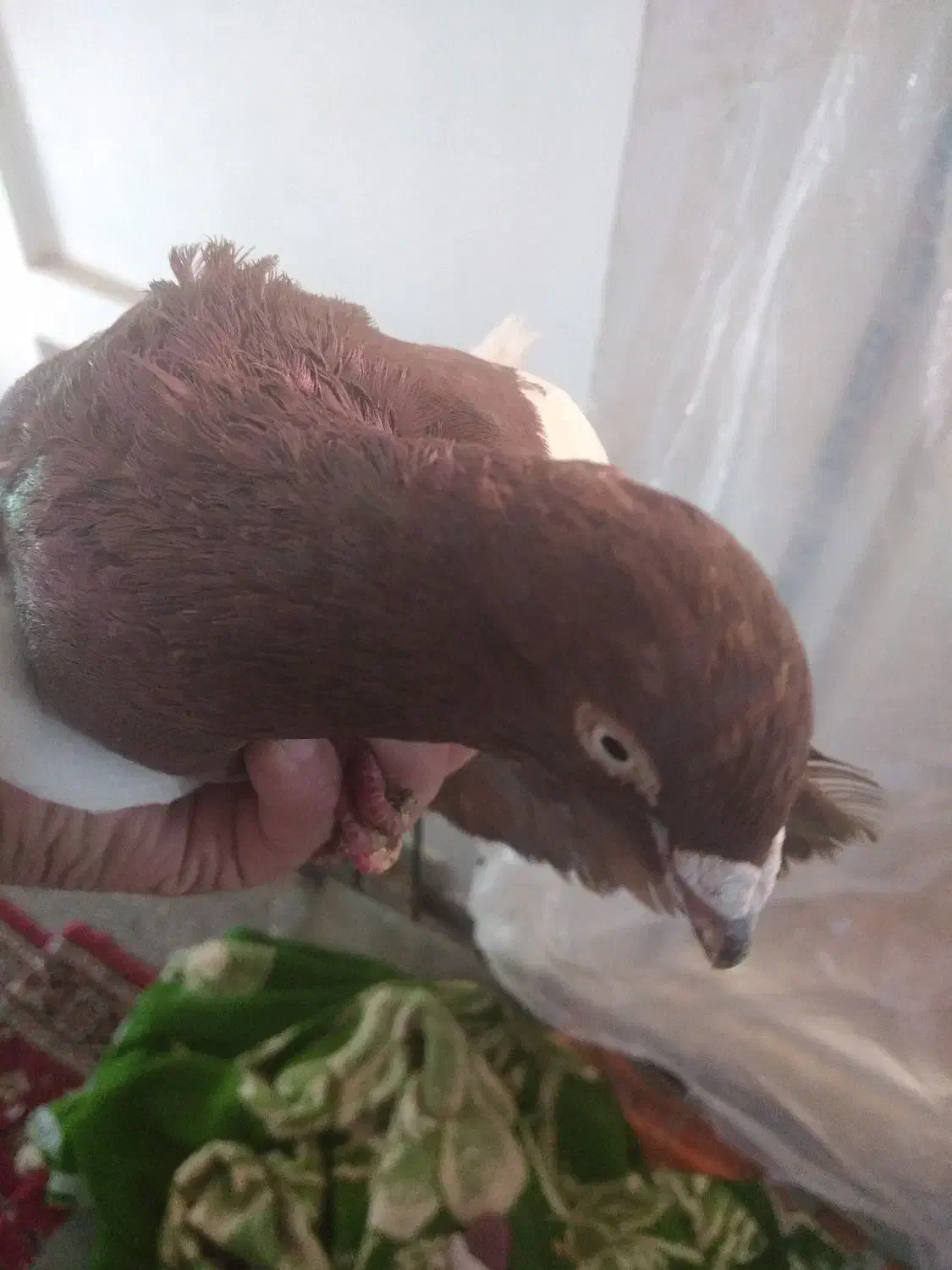 یهودی نر800|پرنده|مشهد, تلگرد|دیوار