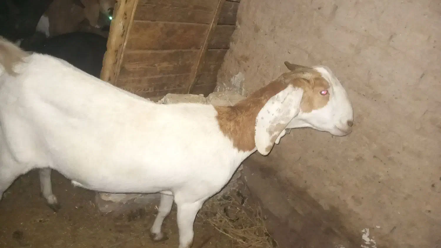 بز آبستن|حیوانات مزرعه|کشکوئیه, |دیوار